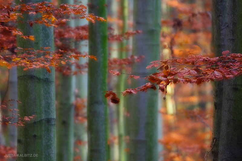 Herbst-3.jpg