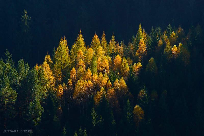 Herbst-5.jpg