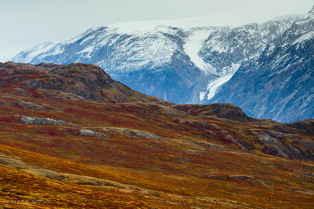 Harefjord - Nordostgrönland