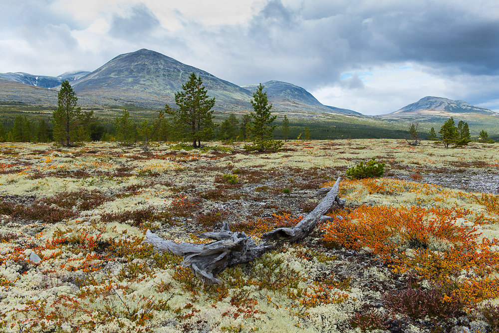 Herbst im Rondane Nationalpark