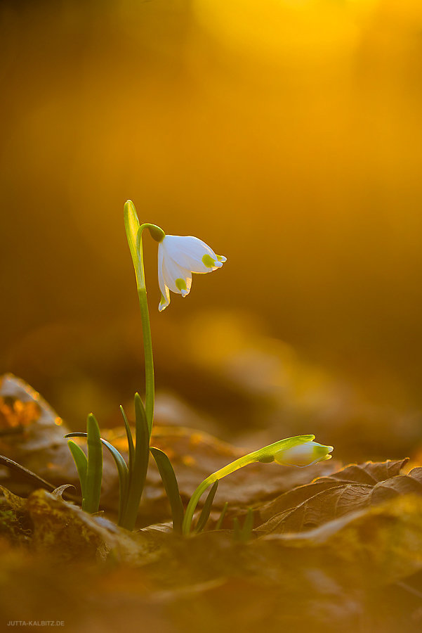 Im Leipziger Auwald - Märzenbecher - Leucojum vernum