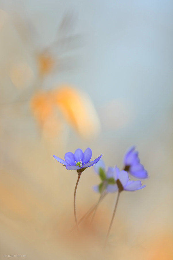 "Willkommen und Abschied" - Leberblümchen - Hepatica nobilis