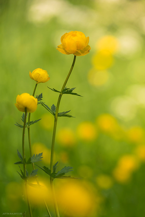 Trollblume - Trollius europaeus