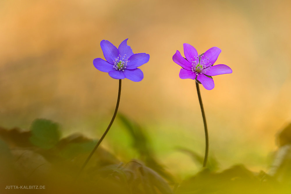 chen - Hepatica nobilis