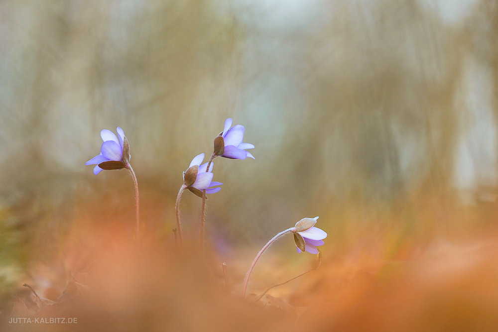 "Am Wegesrand" - Leberblümchen - Hepatica nobilis