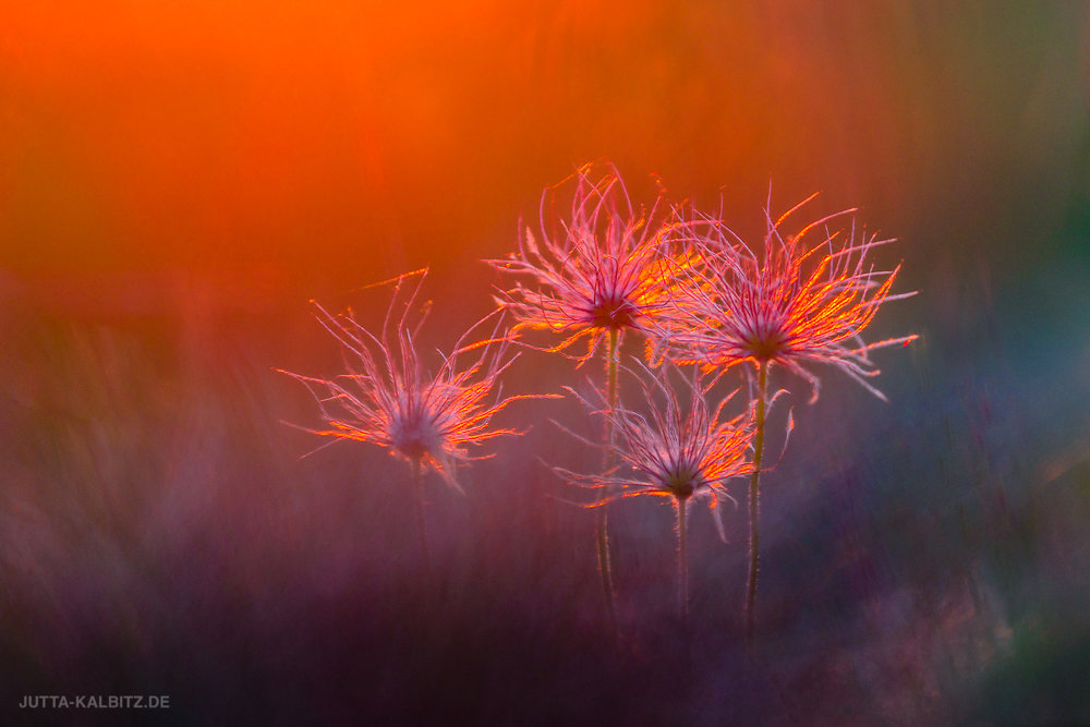 "Familie Pumuckl" - Gewöhnliche Küchenschelle - Pulsatilla vulgaris