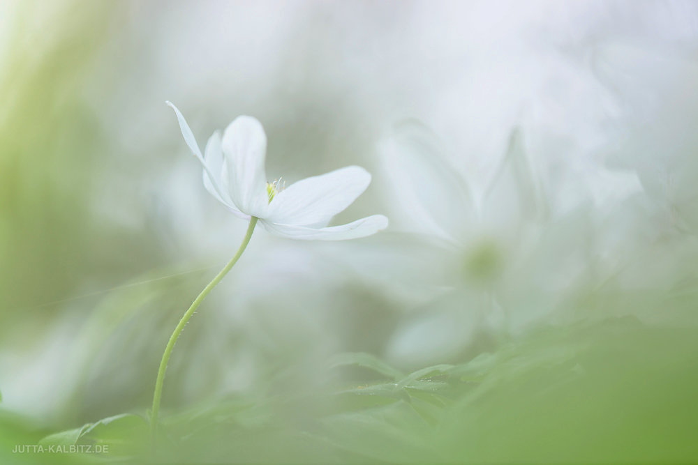 Buschwindröschen - Anemone nemorosa