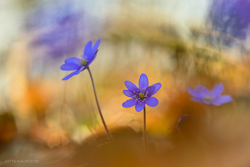 Leberblümchen - Hepatica nobilis