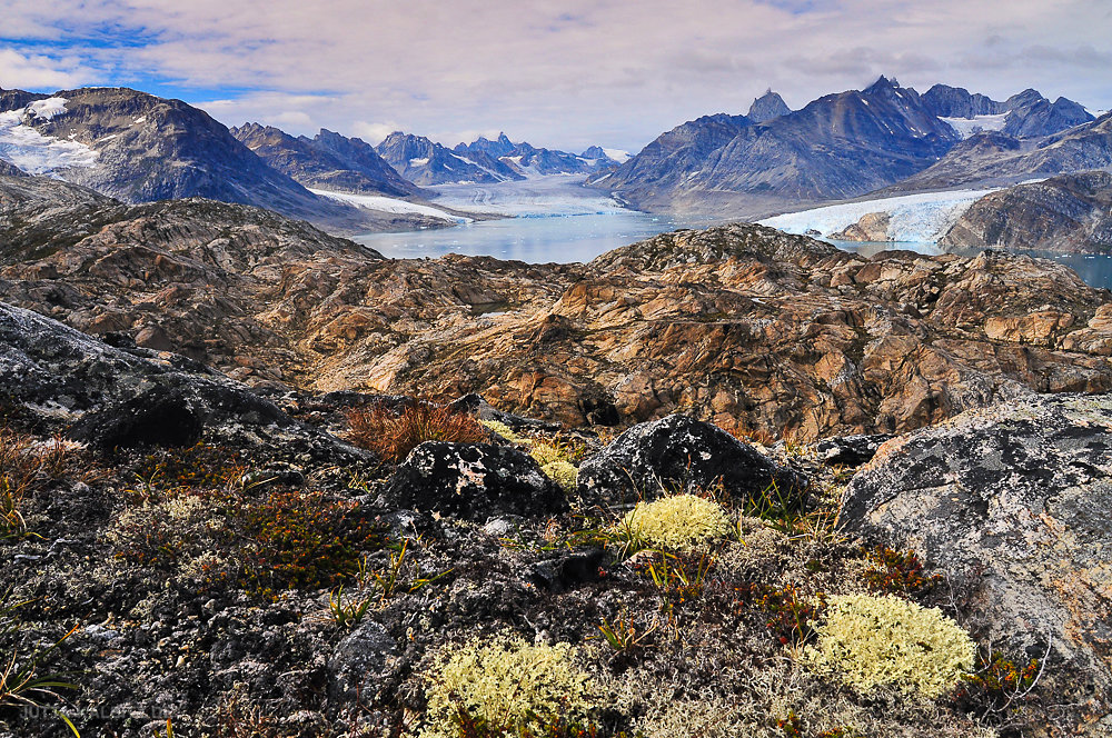 Arktischer Sommer - Karale Gletscher  - Ostgrönland