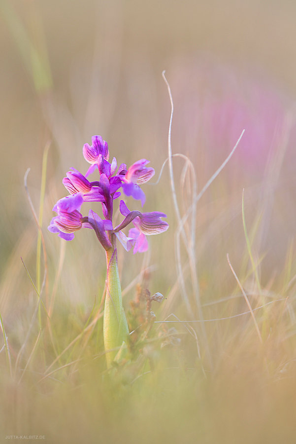 Kleines Knabenkraut - Orchis morio