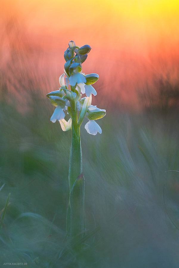 Kleines Knabenkraut - Orchis morio