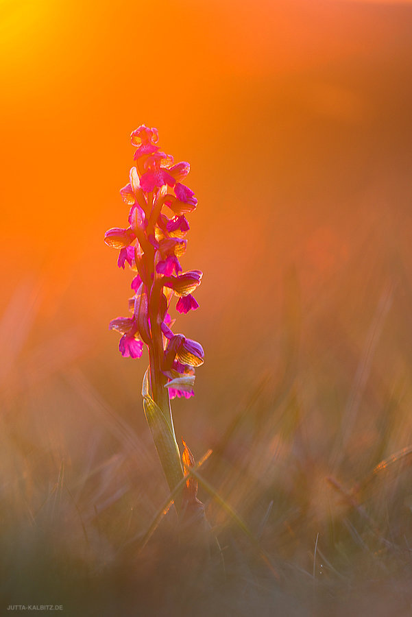 Kleines Knabenkraut - Orchis morio