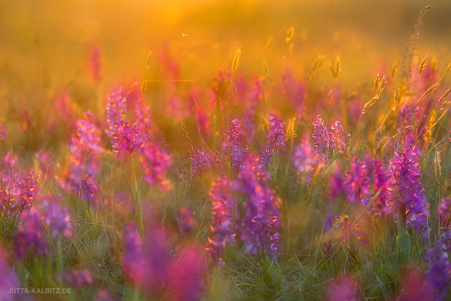 Kleines Knabenkraut - Orchis morio