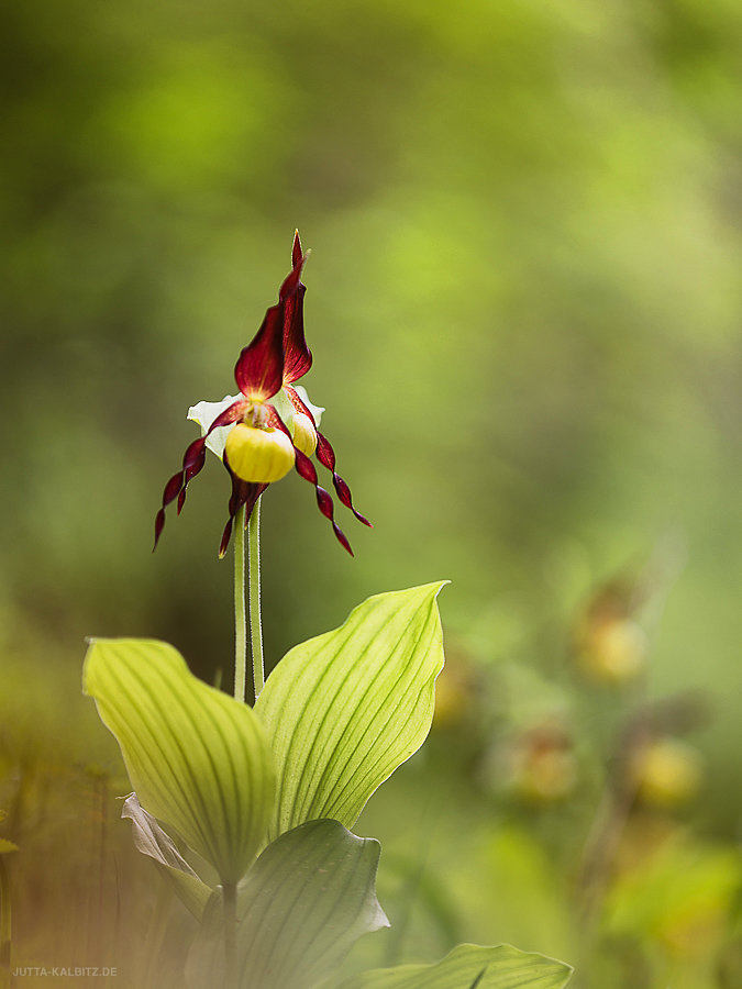 Frauenschuh - Cypripedium calceolus