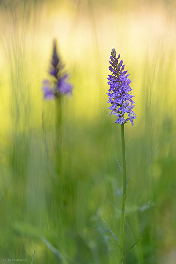 Fuch's Knabenkraut - Dactylorhiza fuchsii