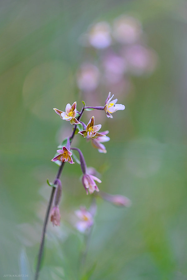 Sumpf-Stendelwurz - Himantoglossum hircinum