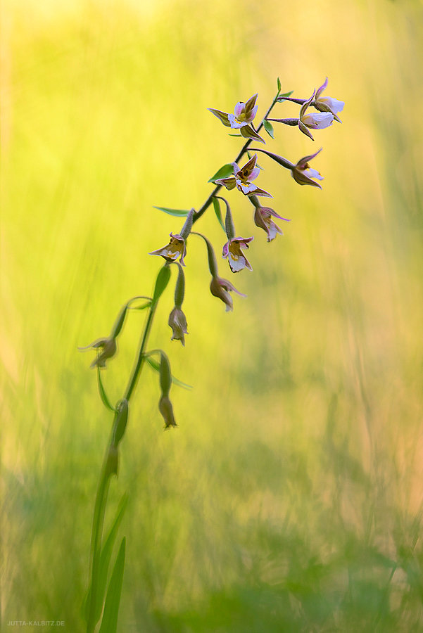 Sumpf-Stendelwurz - Himantoglossum hircinum