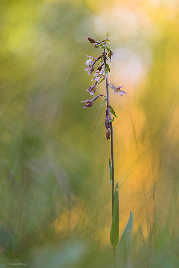 Sumpf-Stendelwurz - Himantoglossum hircinum