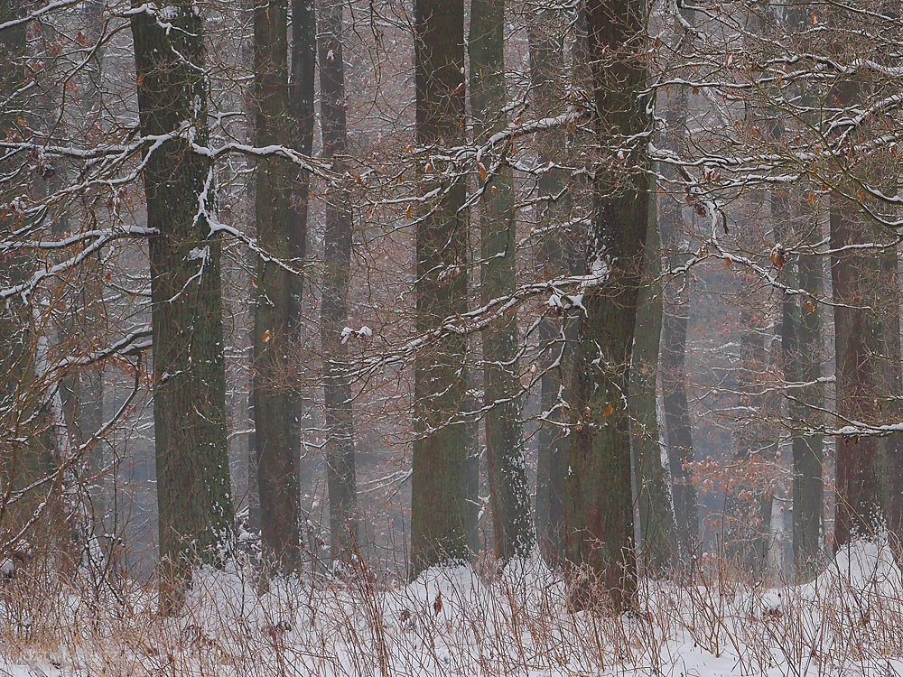 Winter im Harz