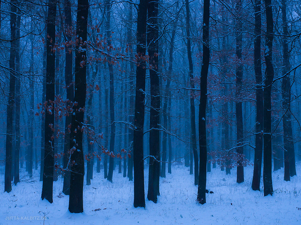 Blaue Stunde im Harz
