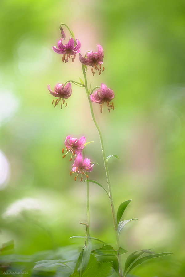 Türkenbundlilie - Lilium martagon (kamerainterne Doppelbelichtung)