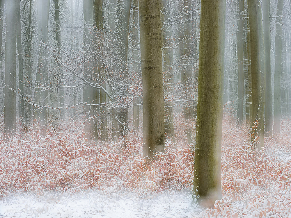 Winter in der Dölauer Heide - Halle