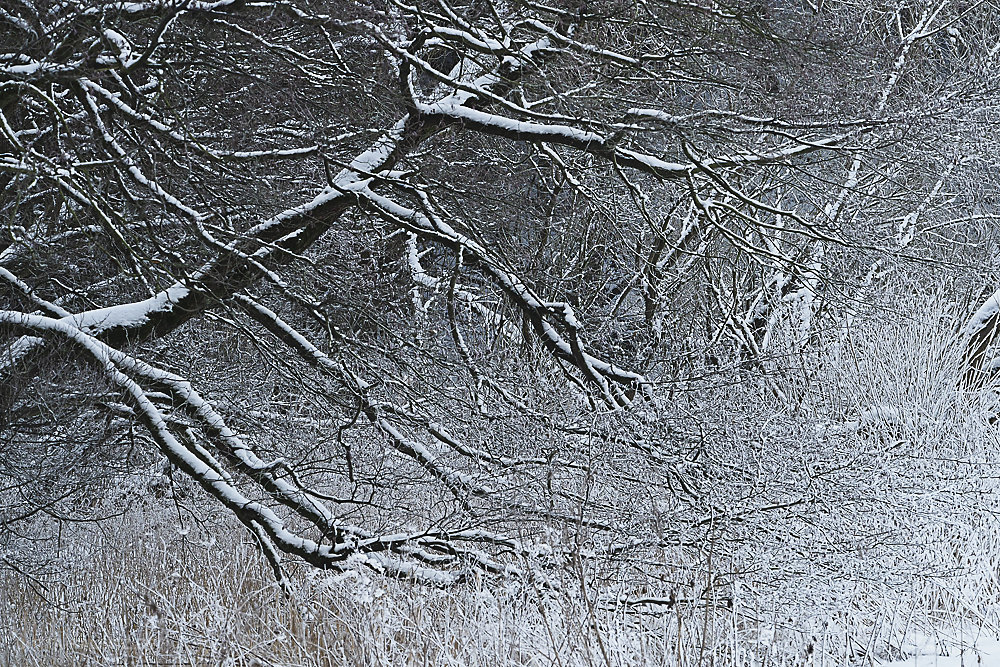 winterbaum-13.JPG