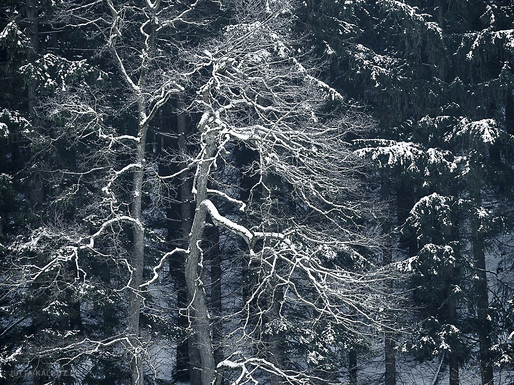 winterbaum-15.JPG