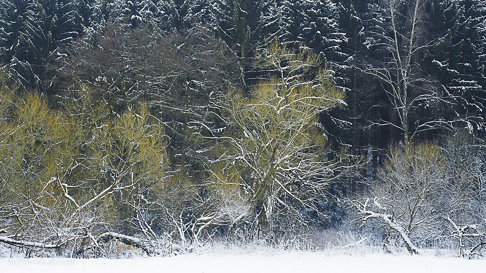 winterbaum-17.JPG