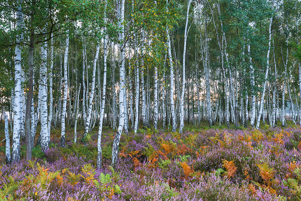 Heide-11.JPG