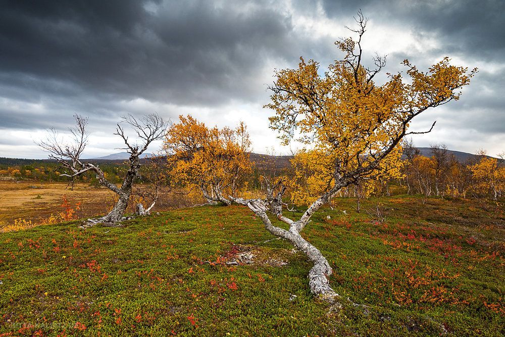 Jämtland-Fjäll