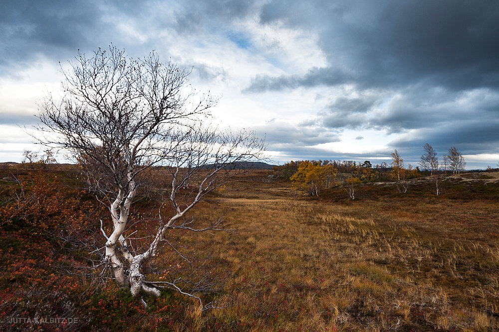 Jämtland-Fjäll
