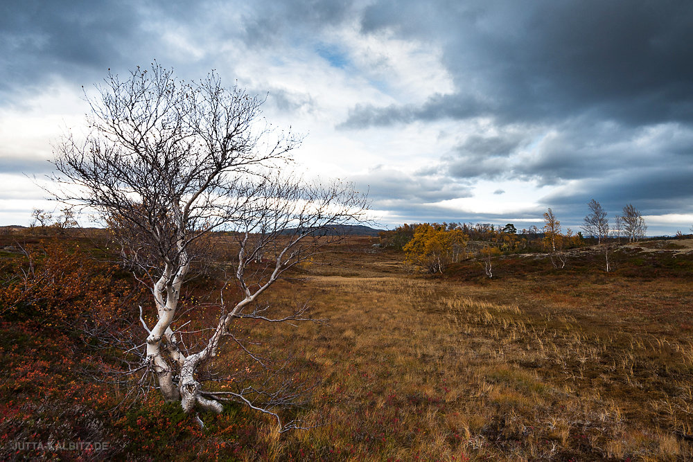 Jämtland-Fjäll