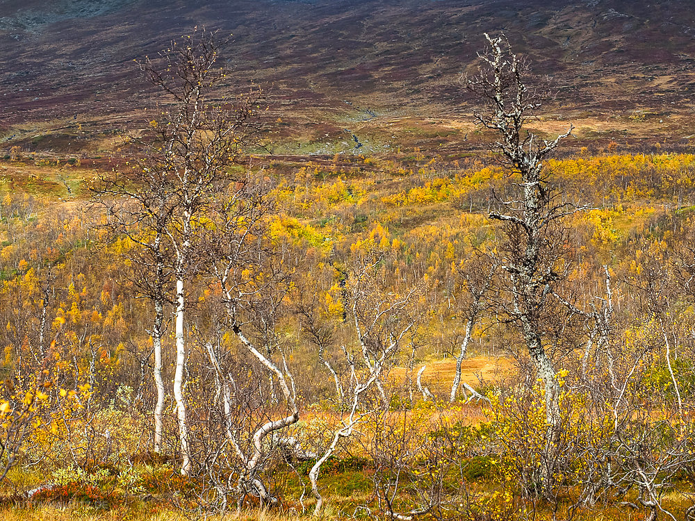 Jämtland-Fjäll