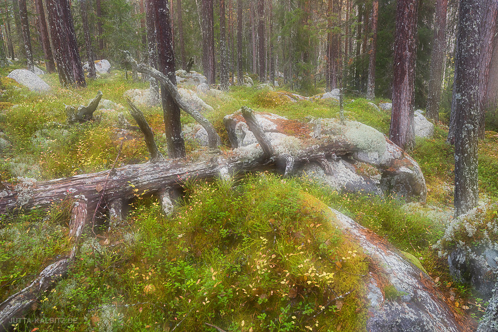 Hamra Nationalpark (kamerainterne Doppelbelichtung)