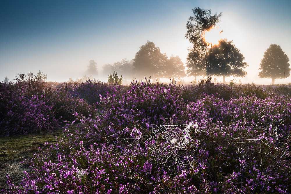 Heideblüte - Niederlausitz