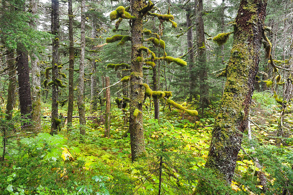 Küstenregenwald- Südalaska