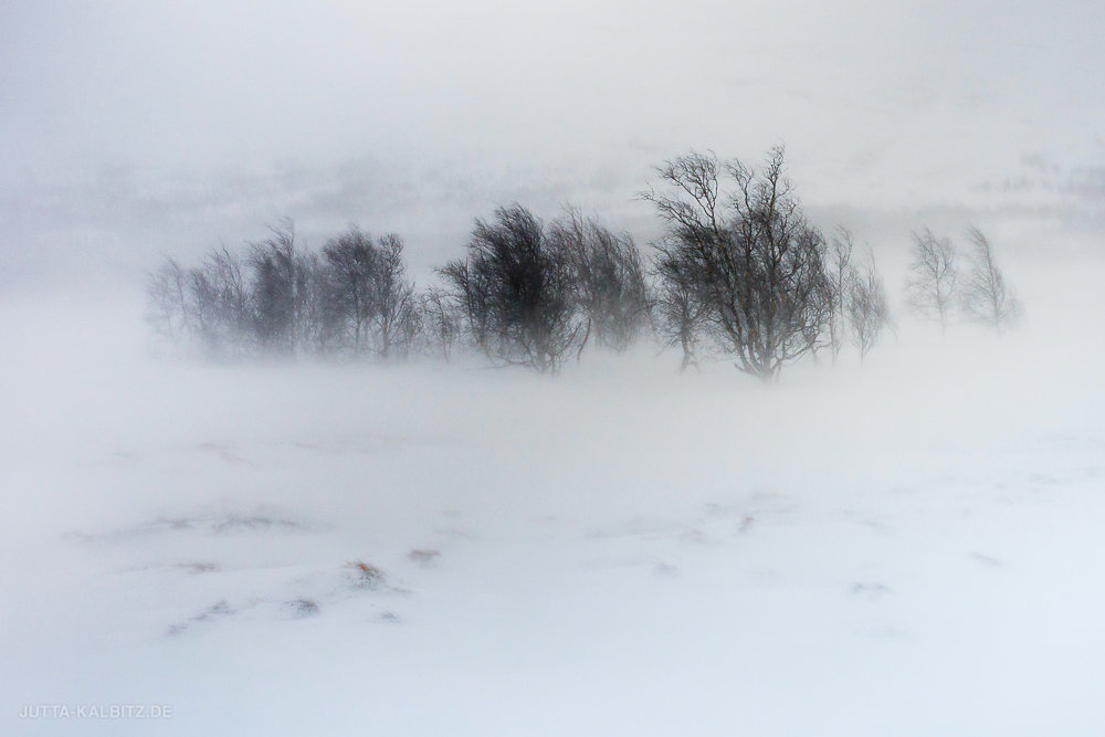 Schneesturm - Abisko Nationalpark