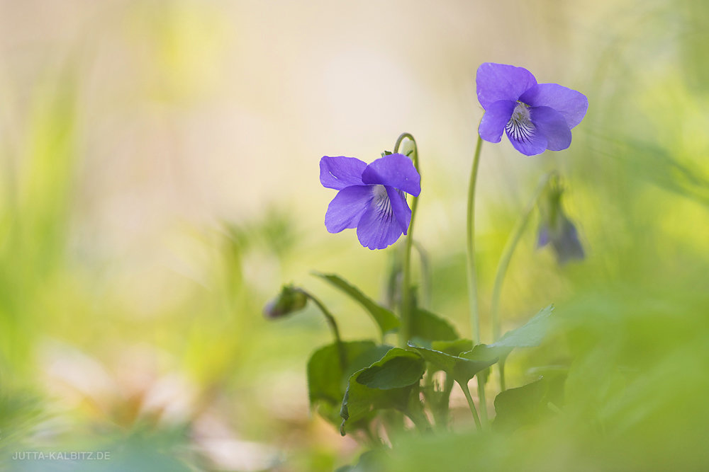 Veilchen - Viola 