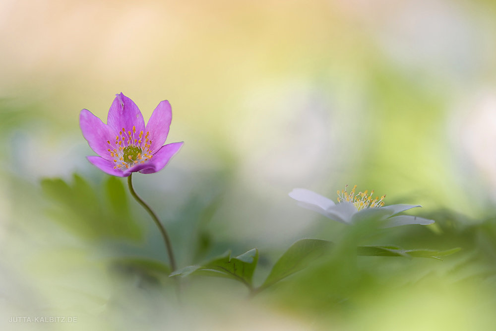 Buschwindröschen - Anemone nemerosa