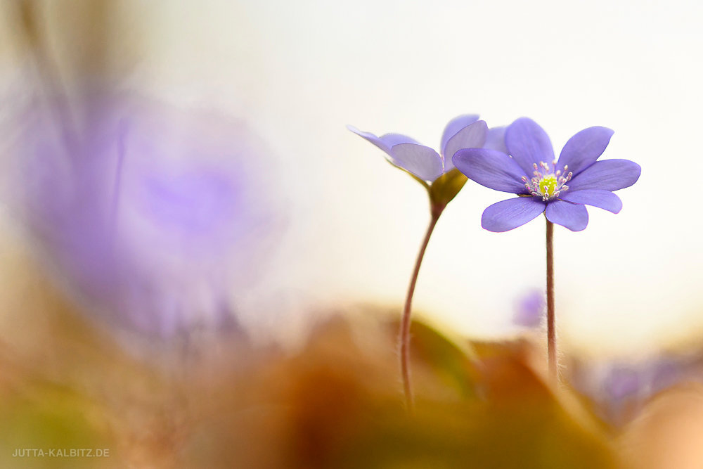 Leberblümchen - Hepatica nobilis