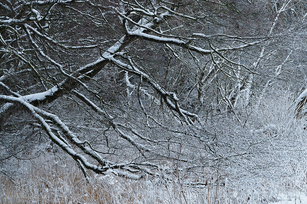 Winterbäume - Mansfelder Land
