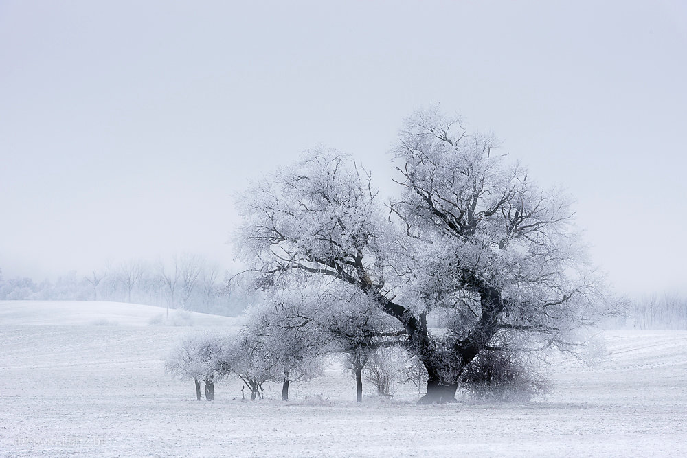 Winterbaum - Saalekreis