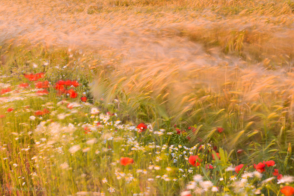 Sommer-5.JPG