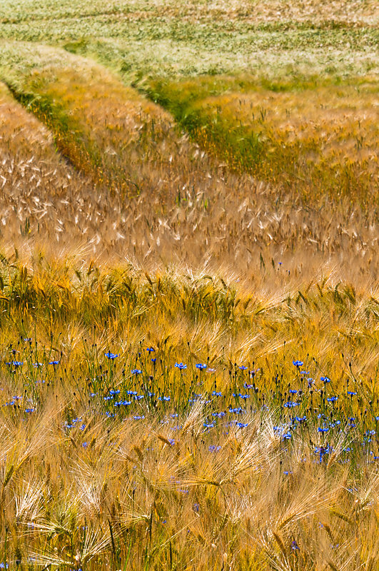 Sommer-6.JPG