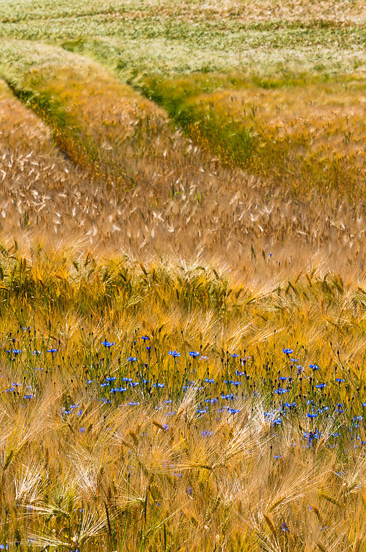 Sommer-6.JPG