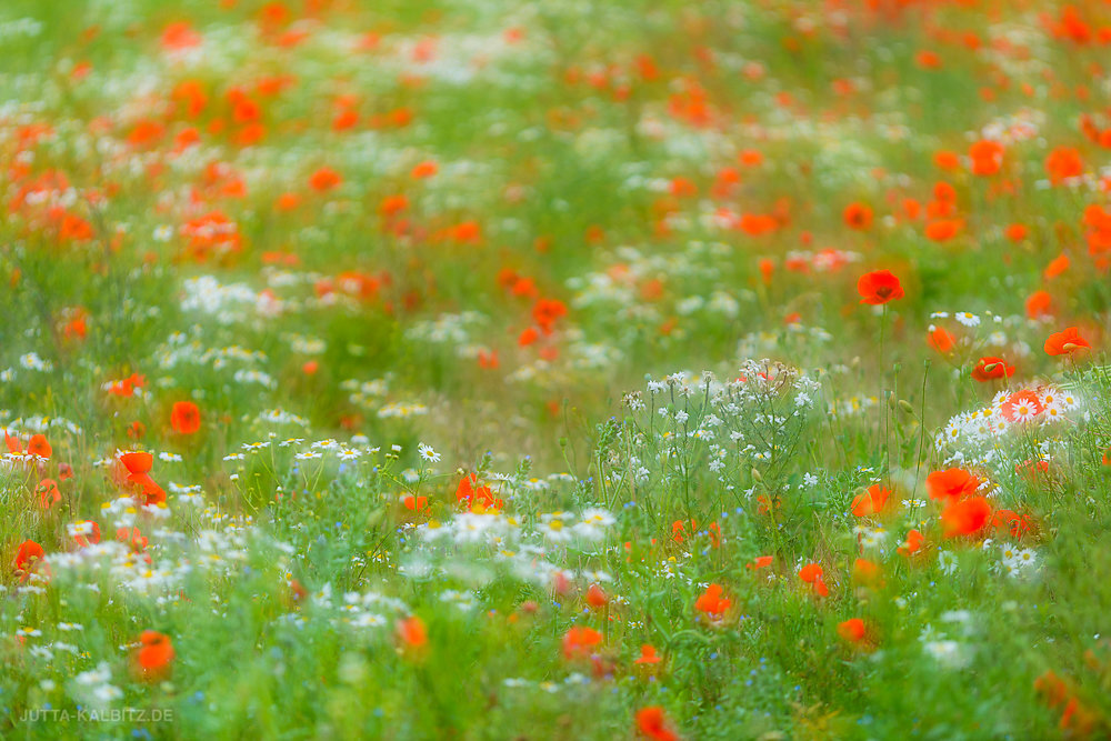 Sommer-8.JPG