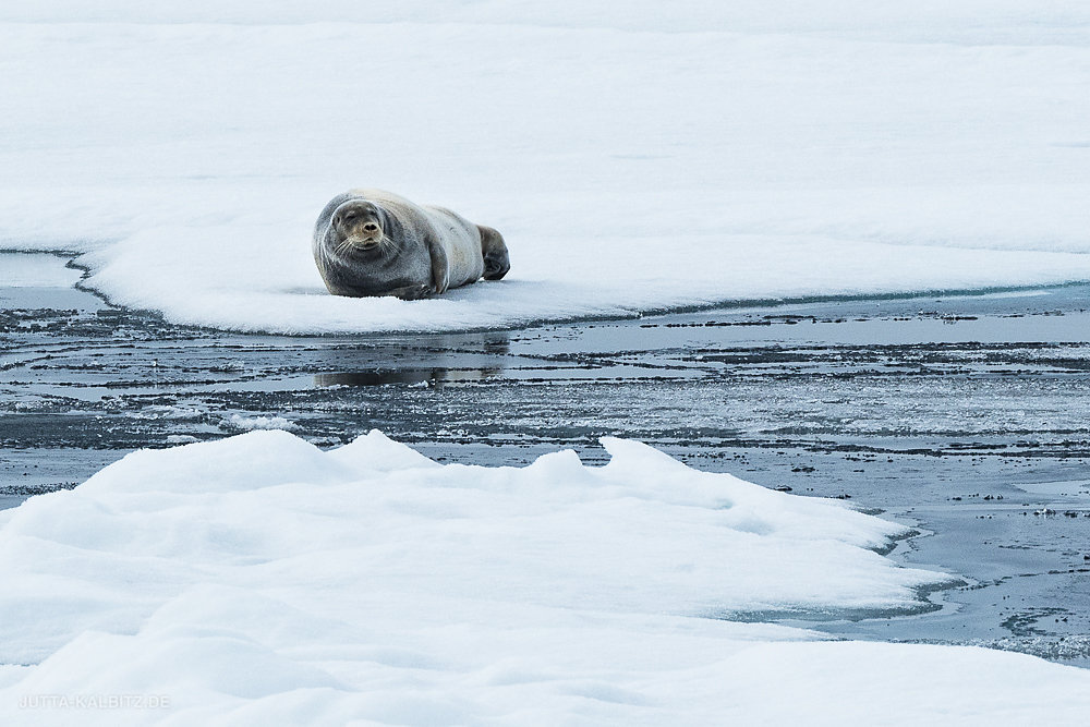 Svalbard-fauna-4.jpg