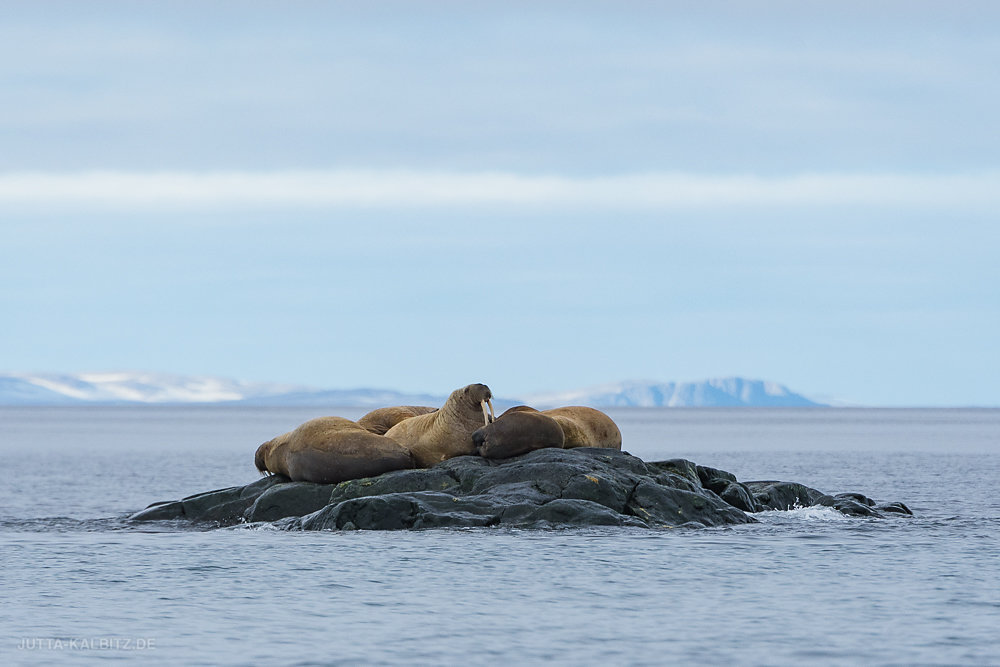 Svalbard-fauna-5.jpg