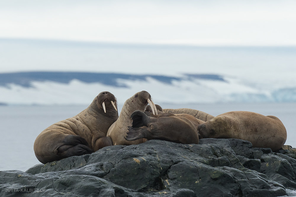 Svalbard-fauna-5a.jpg